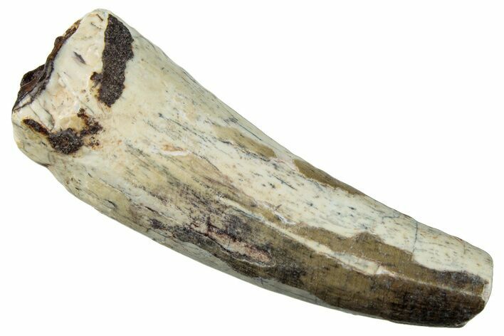 Dinosaur-Eating Crocodile (Sarcosuchus) Tooth - Niger #282117